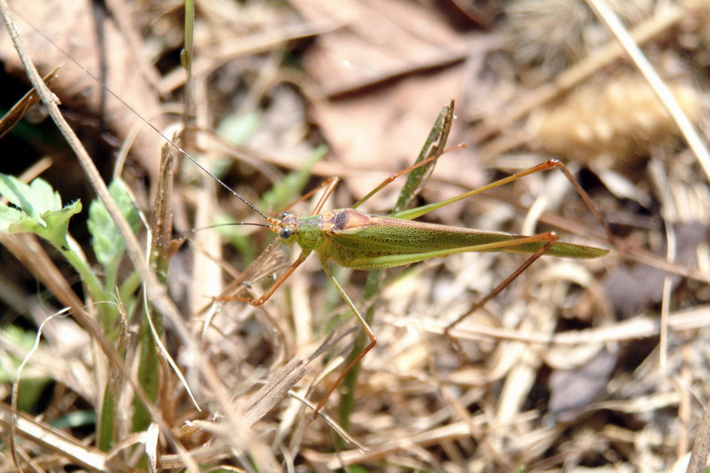 실베짱이 Phaneroptera falcata (Sickle-bearing bush-cricket); DISPLAY FULL IMAGE.