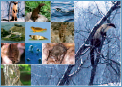 멸종위기 야생 동·식물 Ⅱ급《포유류》: 목록; Image ONLY