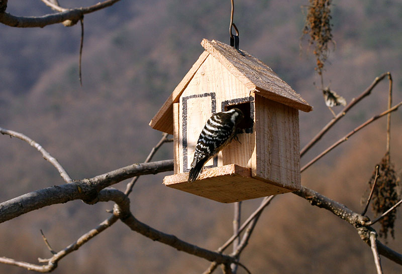 동고비 씨 있나요...? | 쇠딱다구리 Dendrocopos kizuki (Japanese Pygmy Woodpecker); DISPLAY FULL IMAGE.