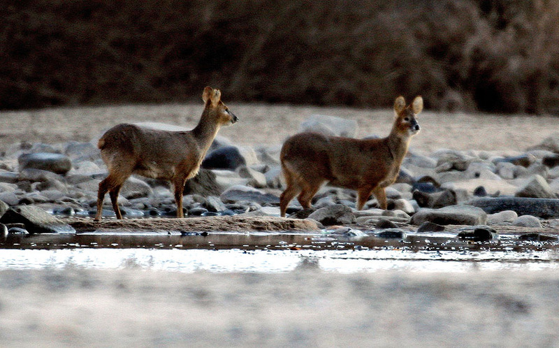 고라니 커풀의 조심스런 외출 | 고라니 Hydropotes inermis argyropus (Korean Water Deer); DISPLAY FULL IMAGE.