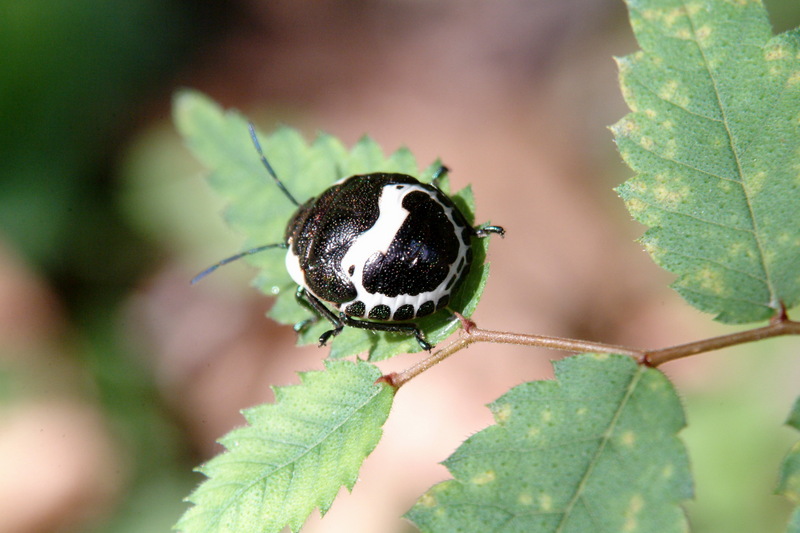 광대노린재(약충) Poecilocoris lewisi (Clown Stink Bug, nymph); DISPLAY FULL IMAGE.