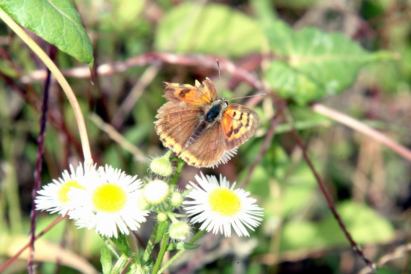 작은주홍부전나비 Lycaena phlaeas (Small Copper Butterfly); DISPLAY FULL IMAGE.