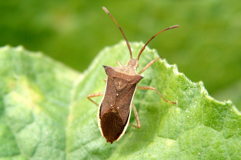 시골가시허리노린재 Cletus punctiger (Squash bug); DISPLAY FULL IMAGE.