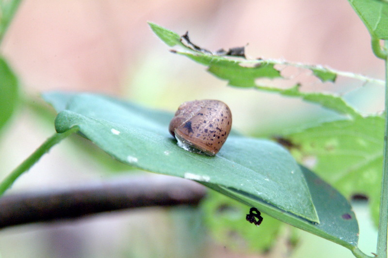 나뭇잎 위에서 쉬고 있는 달팽이; DISPLAY FULL IMAGE.