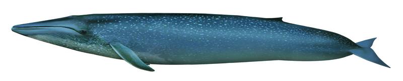 대왕고래 Balaenoptera musculus (Blue Whale); DISPLAY FULL IMAGE.
