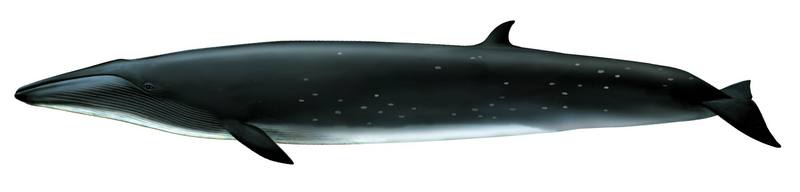 보리고래 Balaenoptera borealis (Sei Whale); DISPLAY FULL IMAGE.