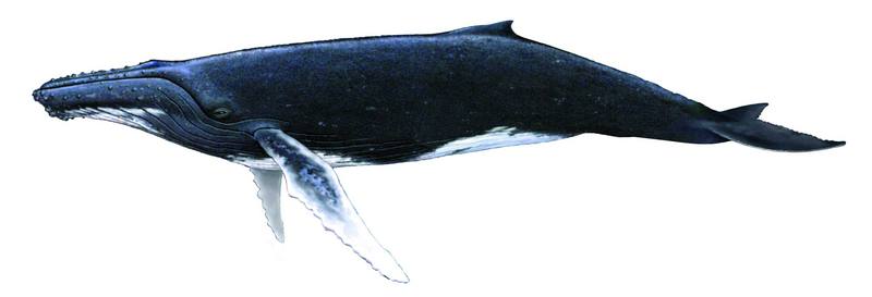 혹등고래 Megaptera novaeangliae (Humpback Whale); DISPLAY FULL IMAGE.