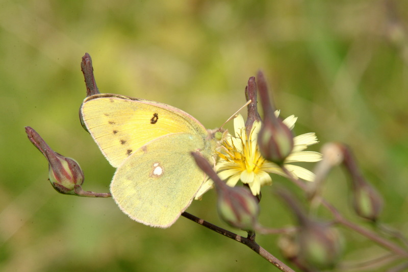 노랑나비 Colias erate (Eastern Pale Clouded Yellow); DISPLAY FULL IMAGE.