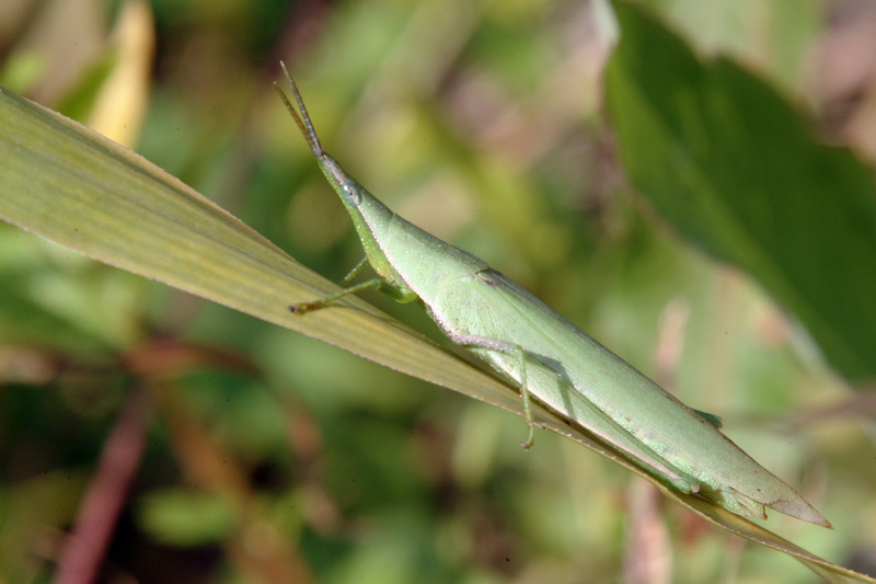 섬서구메뚜기 Atractomorpha lata (Smaller long-headed grasshopper); DISPLAY FULL IMAGE.