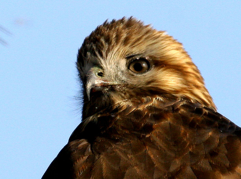 황조롱이의 눈 | 황조롱이 Falco tinnunculus (Common Kestrel); DISPLAY FULL IMAGE.