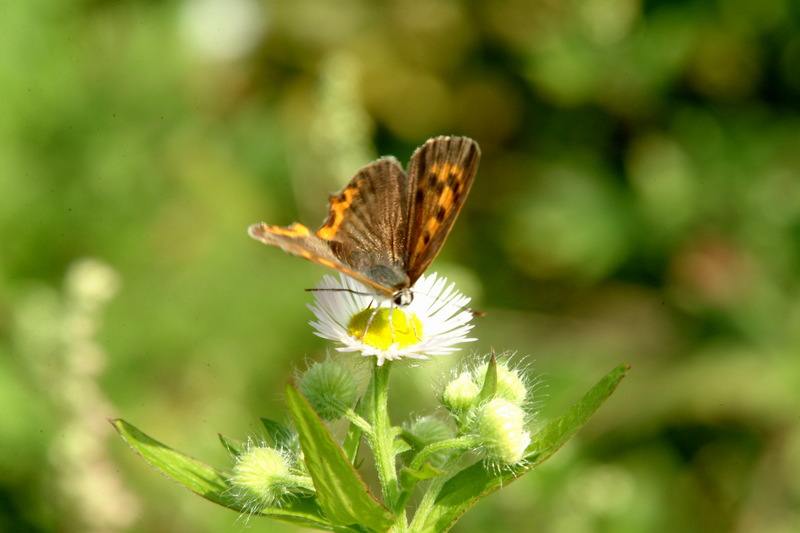 작은주홍부전나비 Lycaena phlaeas (Small Copper Butterfly); DISPLAY FULL IMAGE.