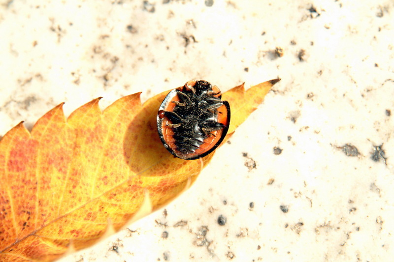 남생이무당벌레 Aiolocaria hexaspilota (Coccinellid Beetle); DISPLAY FULL IMAGE.