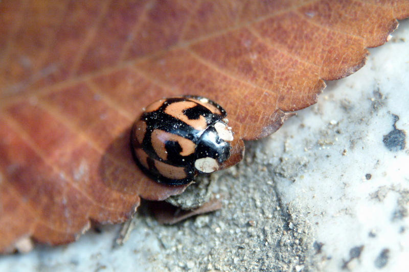 남생이무당벌레 Aiolocaria hexaspilota (Coccinellid Beetle); DISPLAY FULL IMAGE.