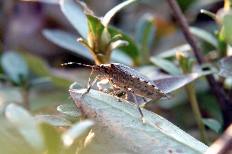 썩덩나무노린재 Halyomorpha halys (Brown Marmorated Stink Bug); DISPLAY FULL IMAGE.
