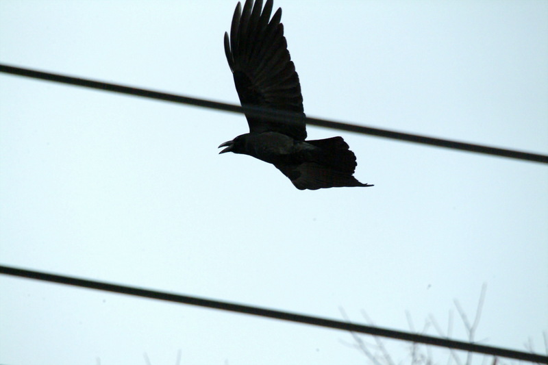 큰부리까마귀 Corvus macrorhynchos (Jungle Crow); DISPLAY FULL IMAGE.