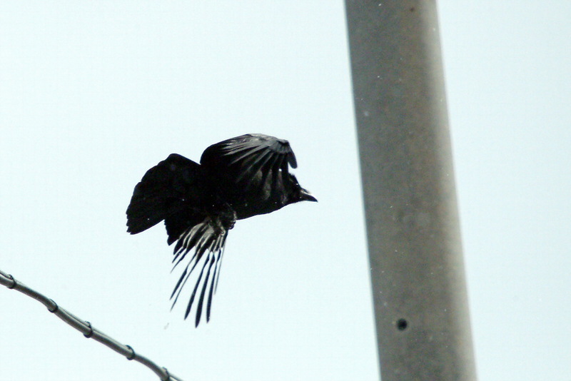 큰부리까마귀 Corvus macrorhynchos (Jungle Crow); DISPLAY FULL IMAGE.