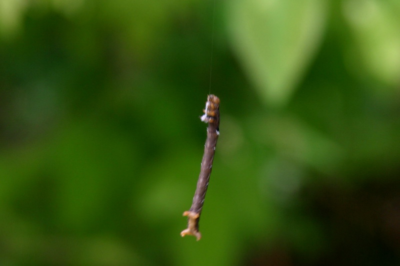 자나방류의 애벌레; DISPLAY FULL IMAGE.