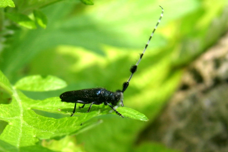 남색초원하늘소 Agapanthia pilicornis (Agapanthia Long-horned Beetle), 하늘소과(Cerambycidae); DISPLAY FULL IMAGE.