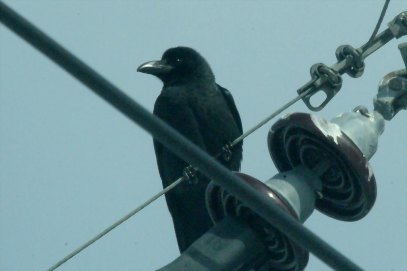 전주위의 큰부리까마귀 Corvus macrorhynchos (Jungle Crow); DISPLAY FULL IMAGE.