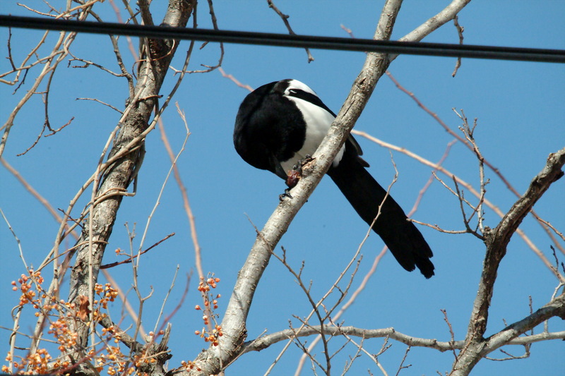 먹이를 먹는 까치 Pica pica (Black-billed Magpie); DISPLAY FULL IMAGE.