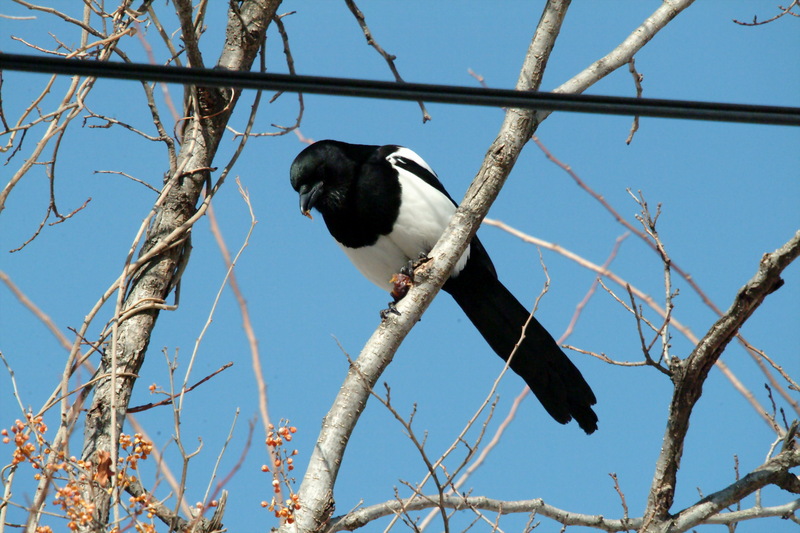 먹이를 먹는 까치 Pica pica (Black-billed Magpie); DISPLAY FULL IMAGE.