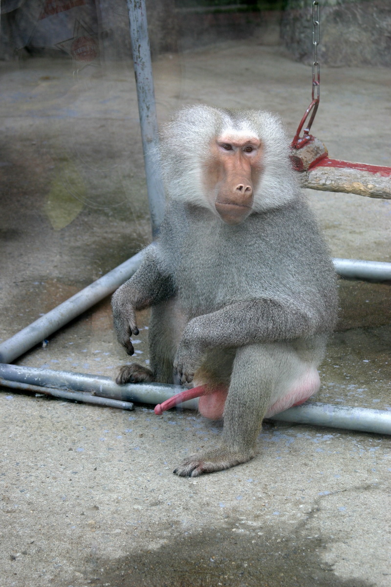 거시기가 거시기한 망토개코원숭이 수컷; DISPLAY FULL IMAGE.
