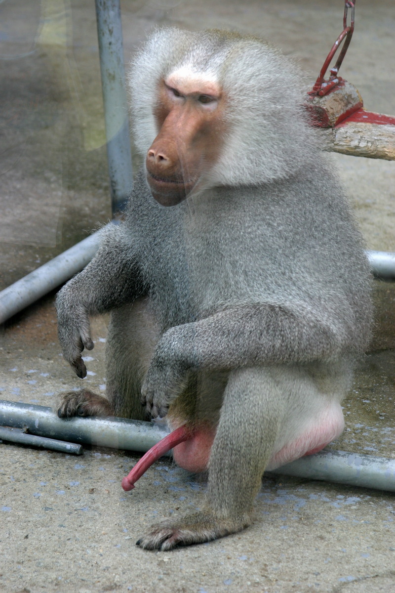 거시기가 거시기한 망토개코원숭이 수컷; DISPLAY FULL IMAGE.