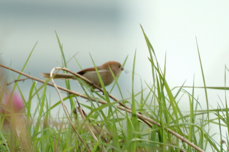 붉은머리오목눈이 Paradoxornis webbianus (Vinous-throated Parrotbill); DISPLAY FULL IMAGE.
