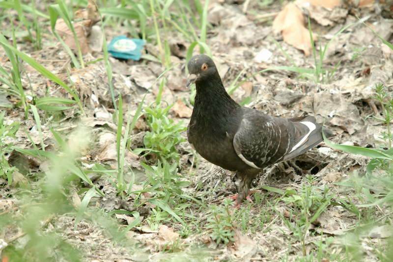 비둘기 Columba livia domestica (Feral Pigeon); DISPLAY FULL IMAGE.