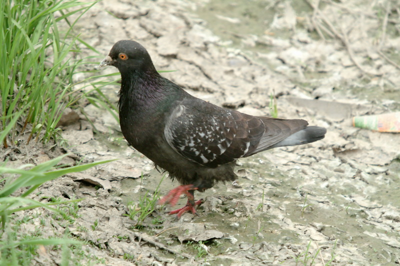 비둘기 Columba livia domestica (Feral Pigeon); DISPLAY FULL IMAGE.