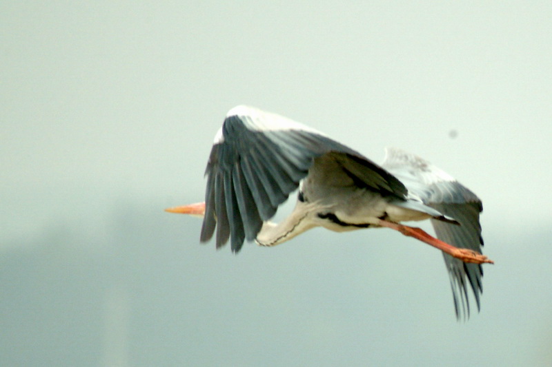 비행(?) 왜가리 Ardea cinerea (Gray Heron); DISPLAY FULL IMAGE.