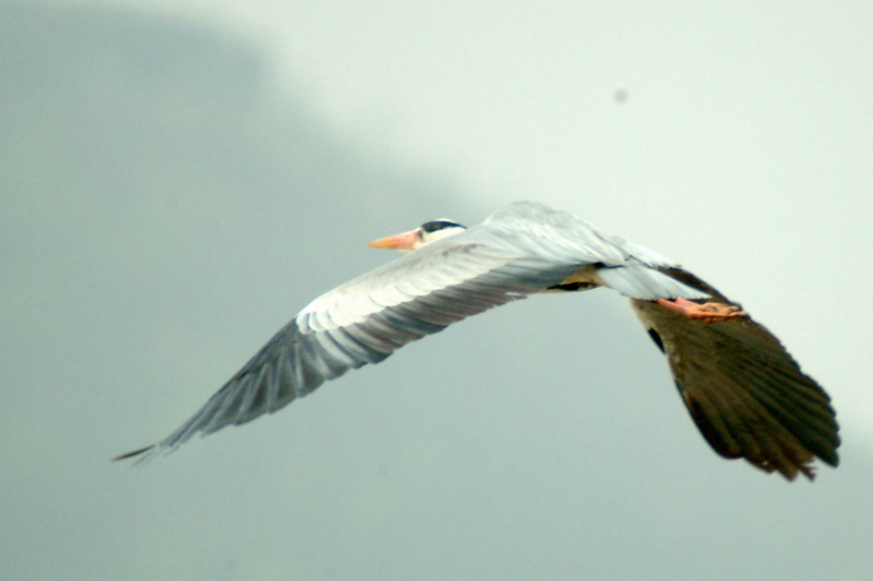 비행(?) 왜가리 Ardea cinerea (Gray Heron); DISPLAY FULL IMAGE.