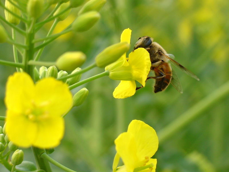 꿀벌 크기 정도의 꽃등에; DISPLAY FULL IMAGE.