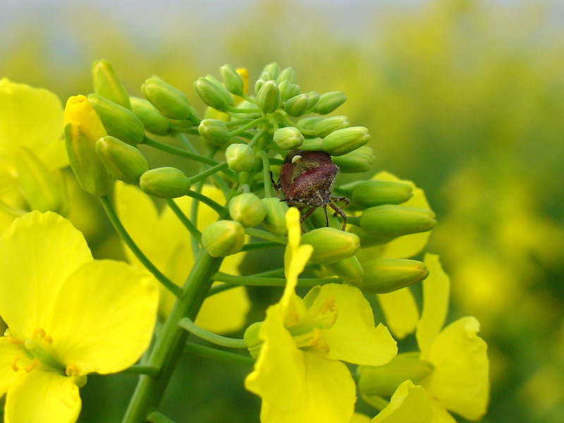 꽃속에 숨은 알락수염노린재 Dolycoris baccarum (Sloe Bug); DISPLAY FULL IMAGE.