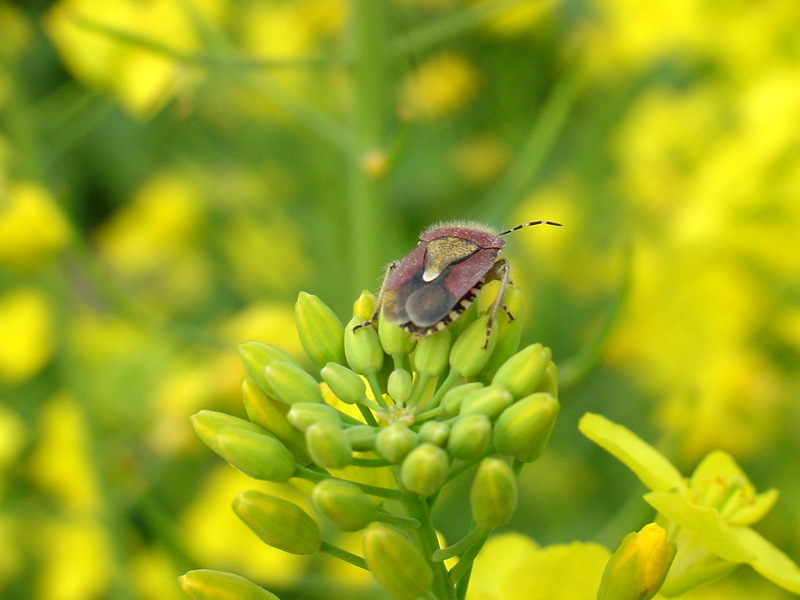 알락수염노린재 Dolycoris baccarum (Sloe Bug); DISPLAY FULL IMAGE.