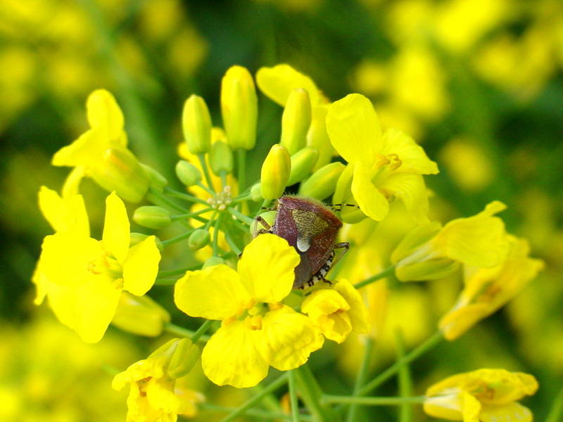 알락수염노린재 Dolycoris baccarum (Sloe Bug); DISPLAY FULL IMAGE.