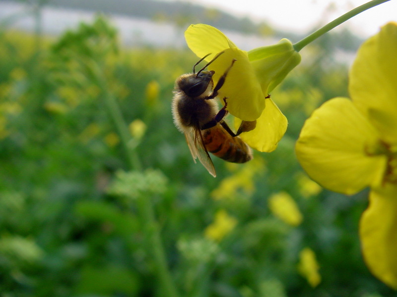 꿀을 따고 있는 양봉 꿀벌; DISPLAY FULL IMAGE.