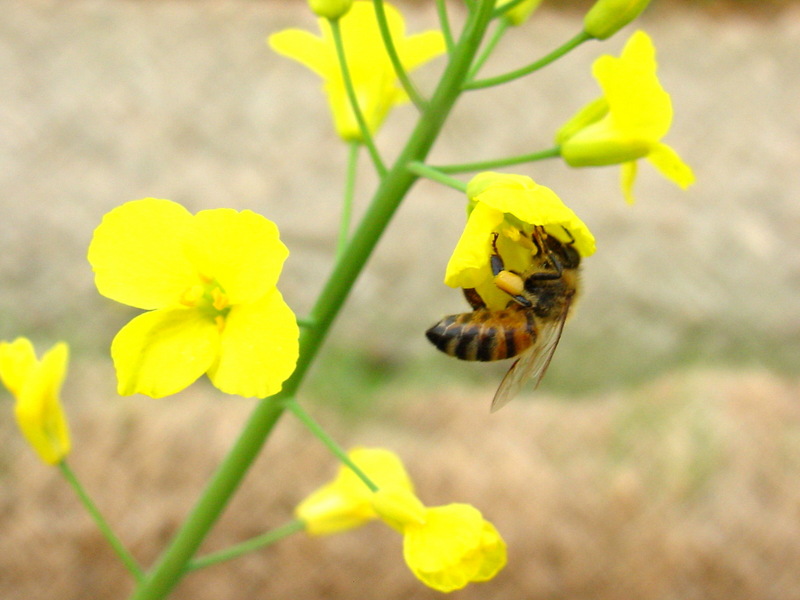 꿀을 따고 있는 양봉 꿀벌; DISPLAY FULL IMAGE.