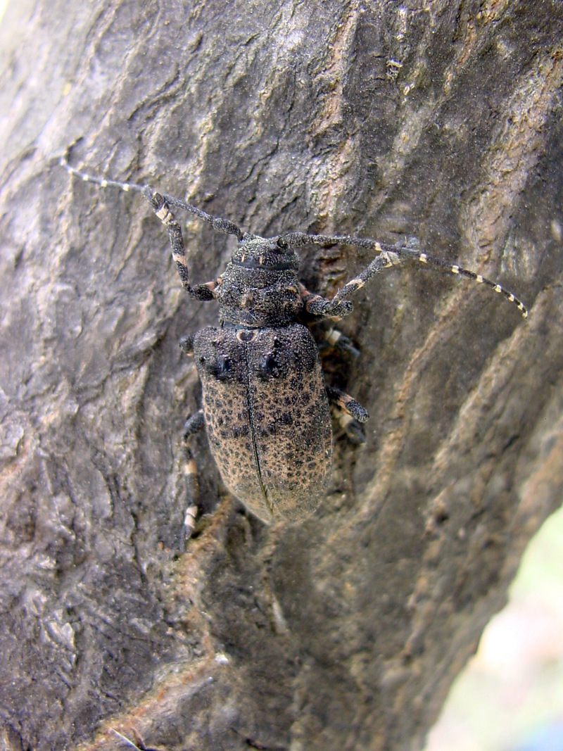 털두꺼비하늘소 Moechotypa diphysis (Hairy Long-horned Toad Beetle); DISPLAY FULL IMAGE.