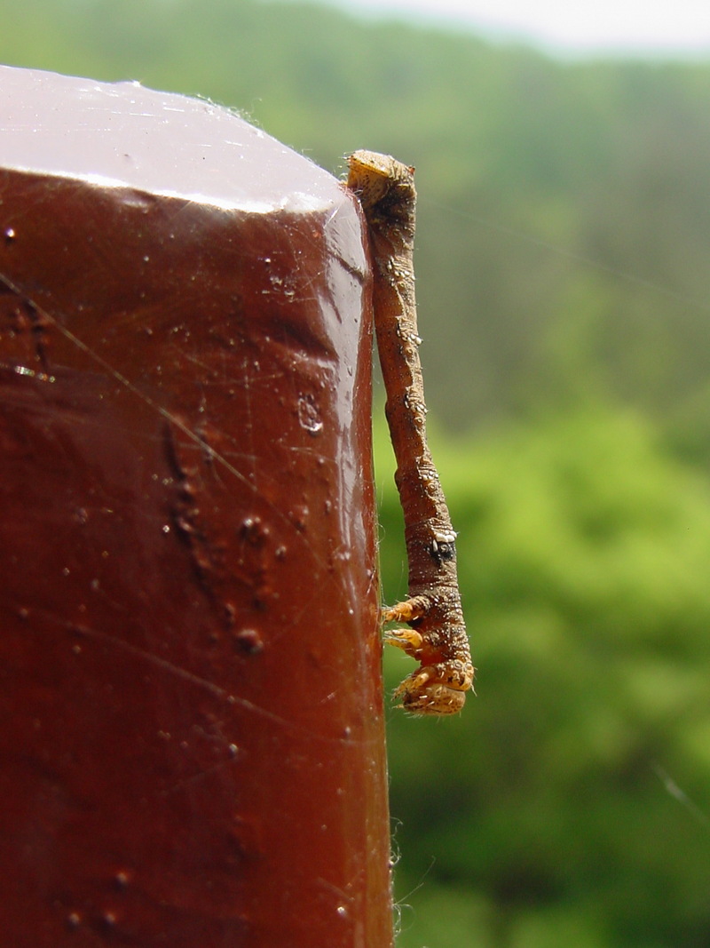 자나방류의 애벌레; DISPLAY FULL IMAGE.