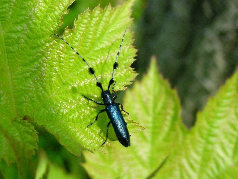 남색초원하늘소 Agapanthia pilicornis (Agapanthia Long-horned Beetle); DISPLAY FULL IMAGE.