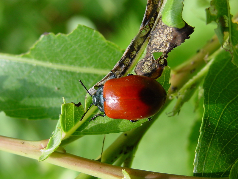 사시나무잎벌레 Chrysomela populi (Red Poplar Leaf Beetle); DISPLAY FULL IMAGE.