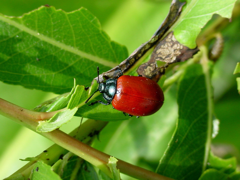사시나무잎벌레 Chrysomela populi (Red Poplar Leaf Beetle); DISPLAY FULL IMAGE.