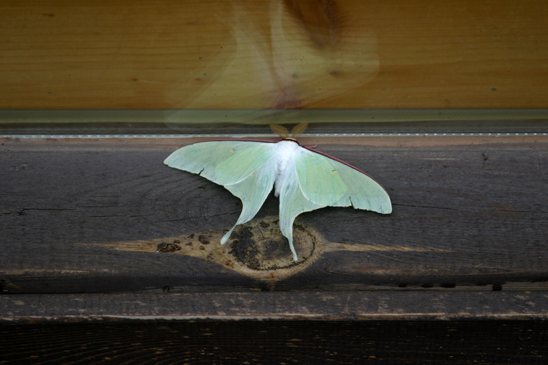 옥색긴꼬리산누에나방 Actias gnoma (long-tailed greenish silk moth); DISPLAY FULL IMAGE.