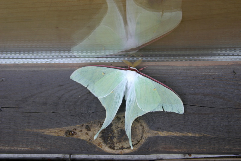 옥색긴꼬리산누에나방 Actias gnoma (long-tailed greenish silk moth); DISPLAY FULL IMAGE.