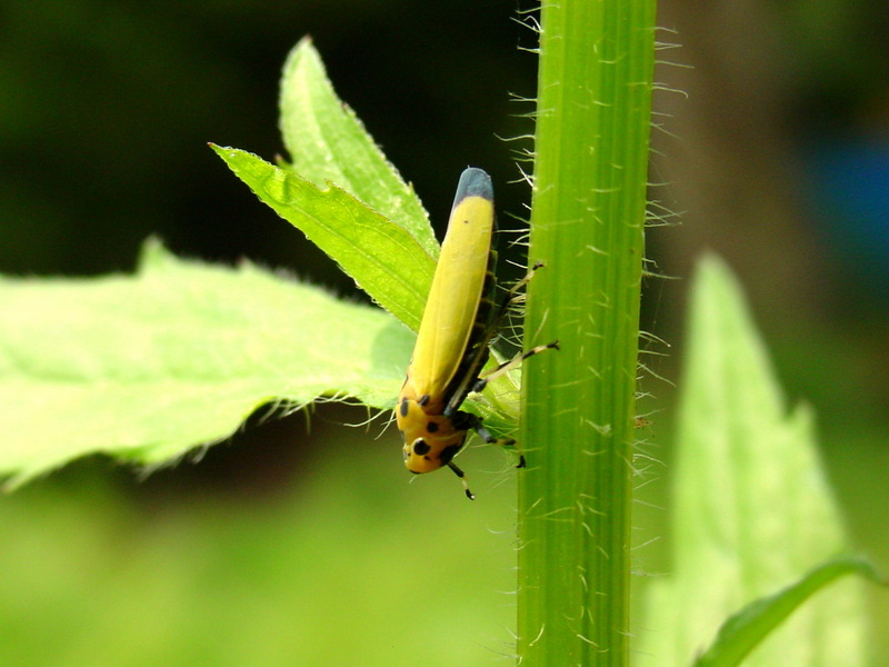 끝검은말매미충 Bothrogonia japonica (Black-tipped leafhopper); DISPLAY FULL IMAGE.
