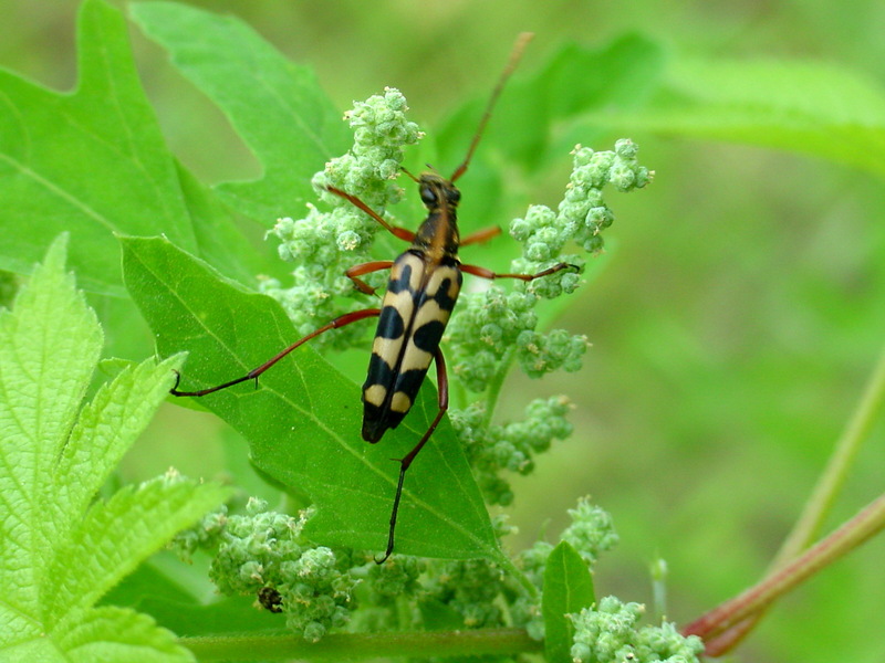 긴알락꽃하늘소 Leptura arcuata (Yellow-banded Longicorn Beetle); DISPLAY FULL IMAGE.