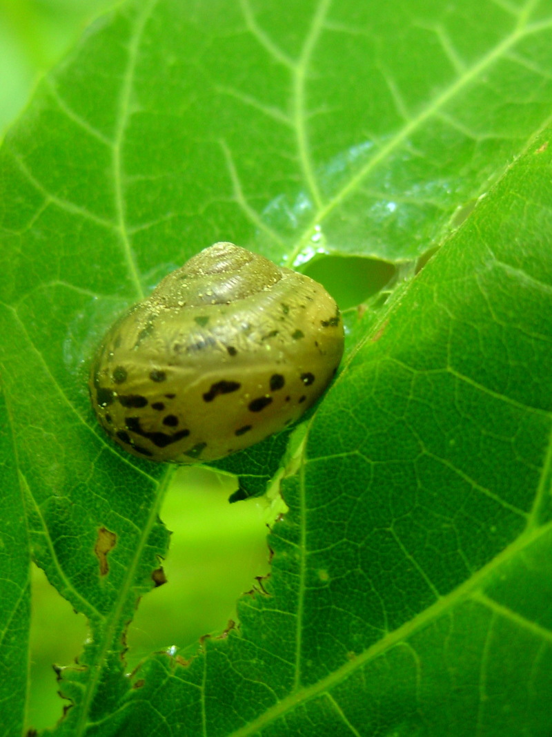 풀잎 위에서 쉬는 달팽이; DISPLAY FULL IMAGE.