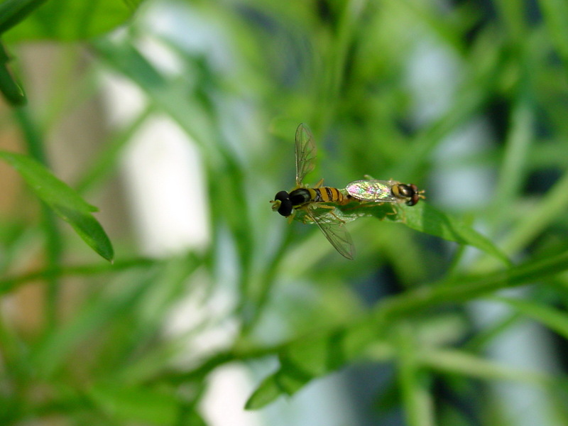 호리꽃등에 Episyrphus balteatus (Marmelade hoverfly); DISPLAY FULL IMAGE.