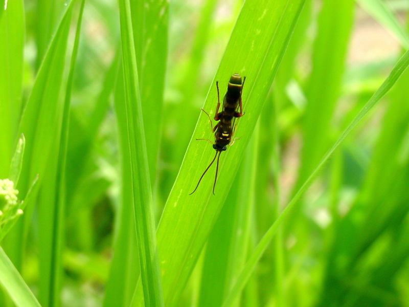 이름모를 곤충 -- 잔디밭에 많이 있다... 벌 종류일까?; DISPLAY FULL IMAGE.